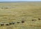 Group Of Mustangs Galloping In The Steppe In Russia