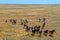 Group Of Mustangs Galloping In The Steppe In Russia