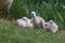 A group of Mute Swan Cygnet resting on a bank near a swan nest