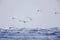 A group of mute swans flying low above the rough Baltic sea on Usedom Germany