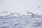 A group of mute swans flying low above the rough Baltic sea on Usedom Germany