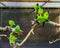 Group of Nanday parakeets sitting on branch together in the aviary, popular tropical pets from America