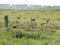Group of Nandu, South American autochthonous bird greater rhea (Rhea americana) flightless bird free
