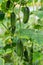 Group of natural green organic cucumbers grow on garden bed. Summer and freshly healthy eco vegetables in greenhouse on agricultur