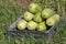 Group of natural green organic zucchini courgettes cucumber, summer eco vegetables, freshly healthy harvested on agricultural farm