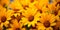 Group nature flower yellow gardening