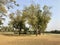 A group of neem trees in a garden