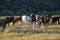 Group of Nellore Bos taurus indicus cattle grazing in the field at sunset. Beef cattle in a farm in countryside of SÃ£o Paulo