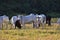 Group of Nellore Bos taurus indicus cattle grazing in the field at sunset. Beef cattle in a farm in countryside of SÃ£o Paulo