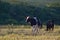 Group of Nellore Bos taurus indicus cattle grazing in the field at sunset. Beef cattle in a farm in countryside of SÃ£o Paulo