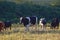 Group of Nellore Bos taurus indicus cattle grazing in the field at sunset. Beef cattle in a farm in countryside of SÃ£o Paulo