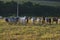 Group of Nellore Bos taurus indicus cattle grazing in the field at sunset. Beef cattle in a farm in countryside of SÃ£o Paulo