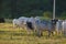 Group of Nellore Bos taurus indicus cattle grazing in the field at sunset. Beef cattle in a farm in countryside of SÃ£o Paulo