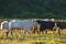 Group of Nellore Bos taurus indicus cattle grazing in the field at sunset. Beef cattle in a farm in countryside of SÃ£o Paulo