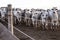 A group of nellore cattle in confinement