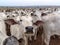 A group of Nelore cattle herded in confinement in a cattle farm