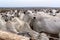 A group of Nelore cattle herded in confinement in a cattle farm