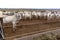 A group of Nelore cattle herded in confinement in a cattle farm