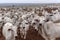 A group of Nelore cattle herded in confinement in a cattle farm