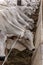 A group of Nelore cattle herded in confinement in a cattle farm