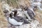 A group of nesting guillemots Uria aalge on the cliffs of the