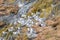 A group of nesting Nesting Kittiwakes Rissa tridactyla