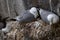 A group of nesting Nesting Kittiwakes Rissa tridactyla