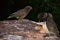 Group of Nestor Kea parrots, mountain parrot, endemic, rare, New Zealand