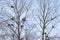 Group of nests of great blue herons