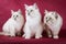 Group of neva masquerade kitten on red background