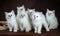 Group of Neva masquerade kittens on brown