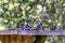 A group of New Holland Honeyeaters, Phylidonyris novaehollandiae, selective focus on front bird. Soft foliage background. Tasmania