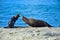 A group of new zealand fur seals sunbathing on a rock at Kaikoura, New Zealand, South Island