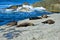 A group of new zealand fur seals sunbathing on a rock at Kaikoura, New Zealand, South Island