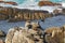 A group of New Zealand fur seals swimming, sunbathing on Colony