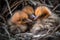 group of newborn birds snuggling together in their nest, surrounded by feathers and twigs