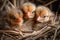 group of newborn birds snuggling together in their nest, surrounded by feathers and twigs