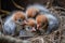 group of newborn birds snuggling together in their nest, surrounded by feathers and twigs