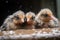 a group of newborn birds, their eyes still closed and feathers wet from the egg
