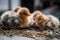 a group of newborn birds, their eyes still closed and feathers wet from the egg