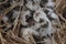 Group newly born Russian hamsters