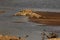The group of Nile crocodiles Crocodylus niloticus lying on the sand in the Luangwa river