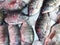 Group of Nile Tilapia fish on ice at  market,