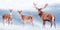 Group of noble deer in the snow. Christmas artistic image. Winter wonderland.