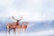 Group of noble deer in the snow. Christmas artistic image. Winter wonderland. Copy space.