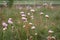 A group of nondescript simple straight high field meadow flowers