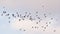 Group of northern lapwings flying