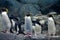 A group of northern rockhopper penguin with a menacing gaze and spread wings standing on the rocks and looking forward