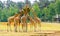 Group of nubian giraffes eating hay from a tower basket, zoo animal feeding, Critically endangered animal specie from Africa