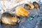 A group of nutria rodents feeding on leaves near the river